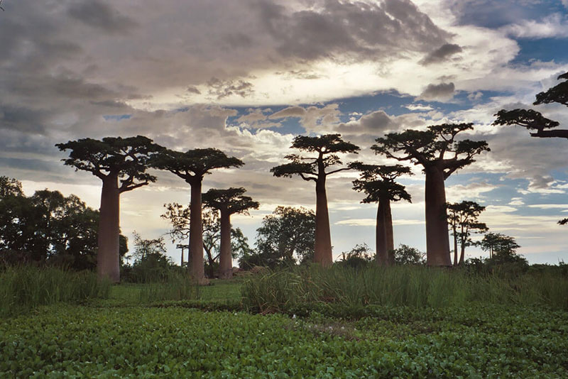 Baobab