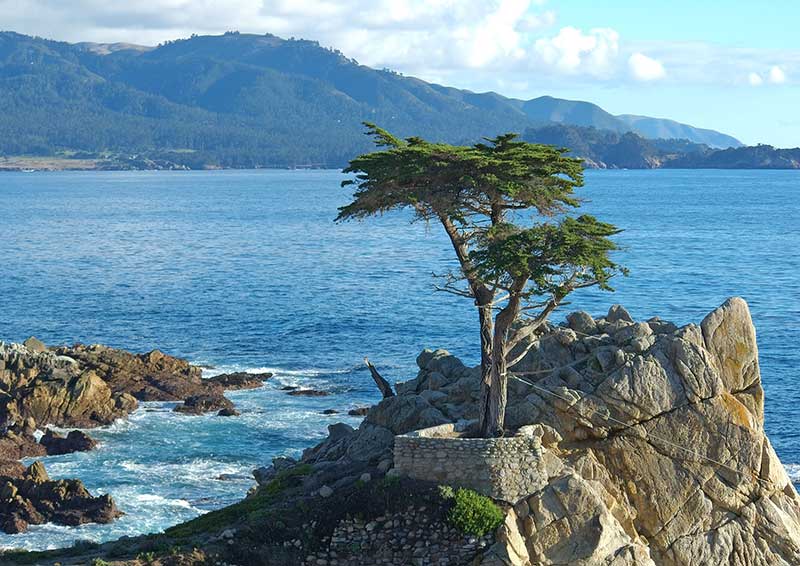 Lone Cypress in Monterey-1