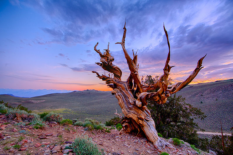 Bristlecone Pine: Methuselah and Prometheus