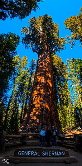 Giant Sequoias: General Sherman